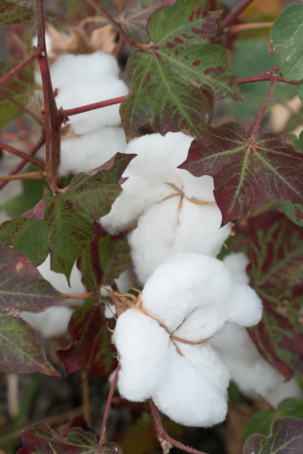 GMO FREE TURKISH COTTON SEED