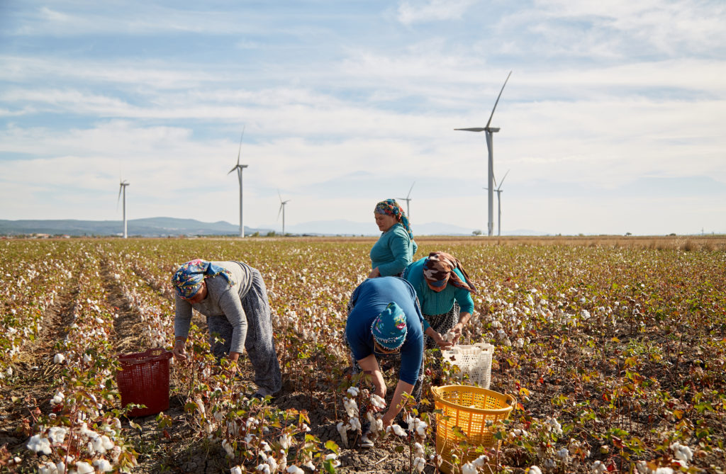 Organic cotton Farms Starting textiles from farms in Aegean region