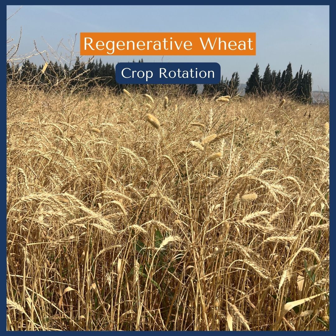 Regenerative Wheat Crop Rotation