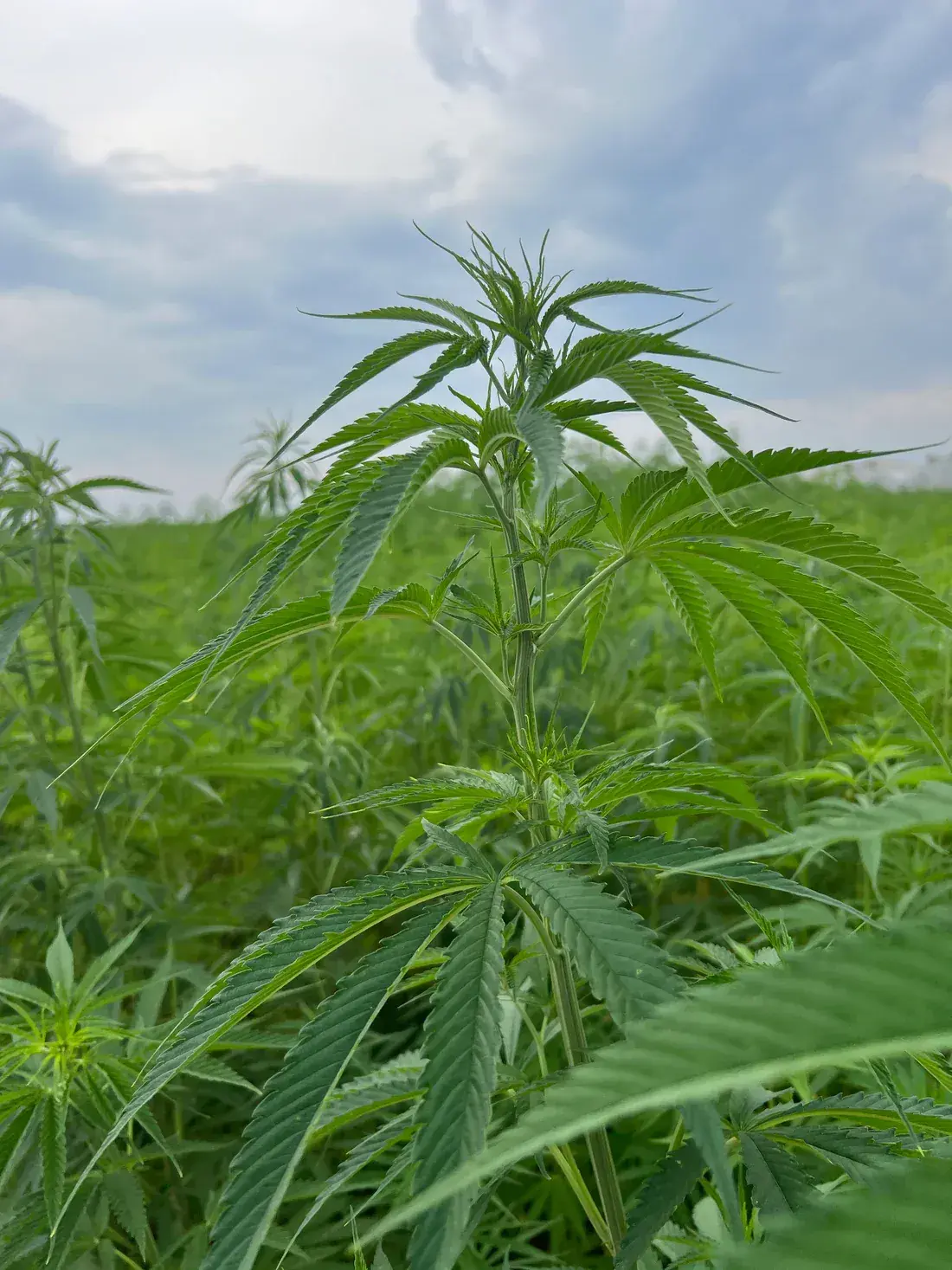 Regenerative Hemp from Egedeniz Textile's farm