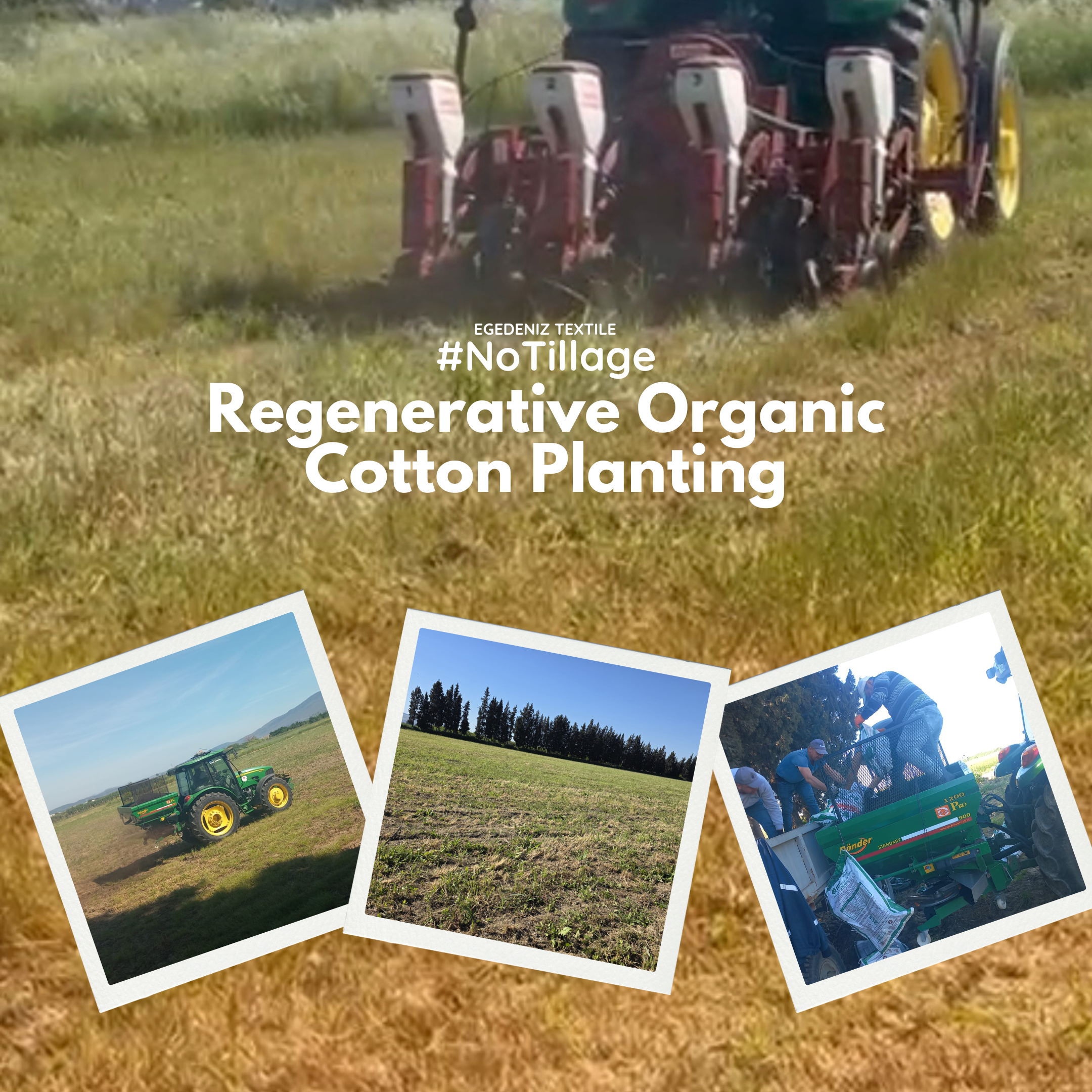 Direct sowing organic cotton seeds Turkey 2026 Egedeniz